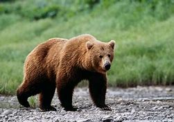 Image result for America Bear