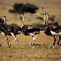 Image result for Ostrich