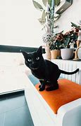 Image result for Black Cat Small On Couch