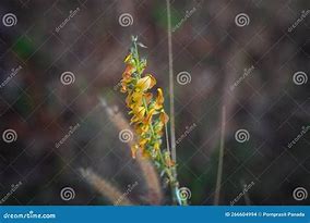 Image result for Rare Wild Flowers