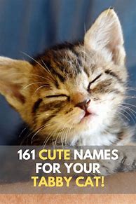 Image result for tabby cat kitten names