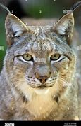 Image result for Lynx Ukraine