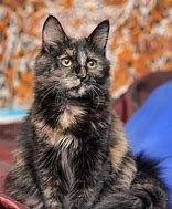 Image result for Tortoise Shell Lion Kitten