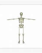 Image result for Simple Skeleton T Pose