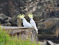 Image result for sulphur crested cockatoo habitat