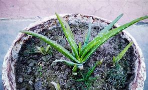 Image result for Mini Aloe Vera Plant