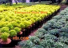 Image result for Tanaman Hias Mini