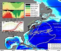 Image result for Tuna Migration