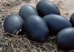 Image result for Chinese Black Chicken Eggs