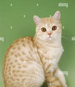 Image result for Dappled Red Cat