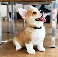 Image result for Adorable Corgi