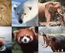 Image result for What Is Endangered Species