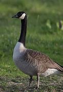 Image result for Canada Goose Bird