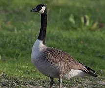 Image result for Canada Goose Species