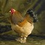 Image result for Tamara Blue Chicken