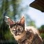 Image result for maine coon cat kitten