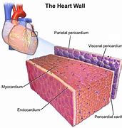 Image result for Cardiac Muscle Bundles