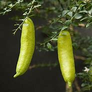 Image result for Citrus Australasica Finger Lime