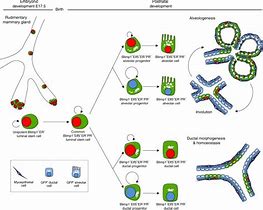 Image result for Unipotent Stem Cells