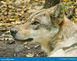 Image result for Hunder Wolf