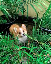 Image result for Adorable Baby Corgi