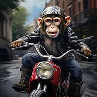 Image result for Bald Monkey Riding a Motorcycle