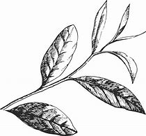 Image result for Tea Leaf Drawing