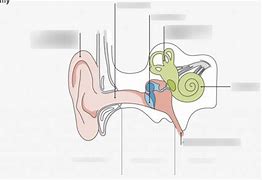 Image result for Ear Canal Diagram