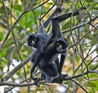 Image result for Baby Spider Monkey Facts