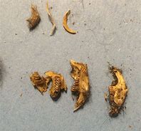 Image result for Dormouse Teeth in Owl Pellets