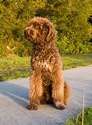 Image result for French Water Dog