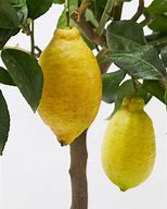 Image result for Lemon Tree Stem