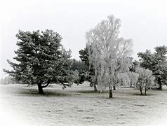 Image result for Hoarfrost On Trees