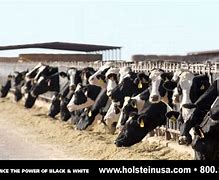 Image result for Funny Holstein Cows