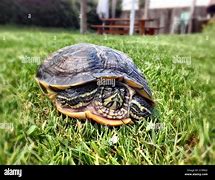 Image result for Turtle Sleeping