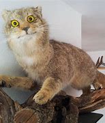 Image result for Taxidermy Cat