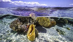 Image result for Ocean Fish Conservation