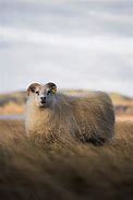 Image result for Icelandic Cow