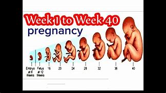 Image result for Baby in Womb 11 Weeks