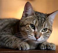 Image result for Top 10 Best Cat Breeds