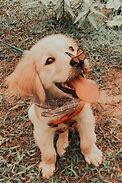 Image result for PFP Aesthetic Pet