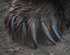 Image result for Hawk Claws