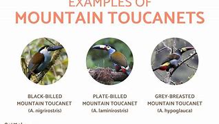 Image result for Smallest Toucan Species