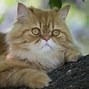 Image result for Parsha Cat