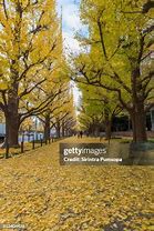 Image result for Meiji Jingu Park