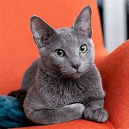 Image result for Russian Blue Lightning Blaze Variegated Rat