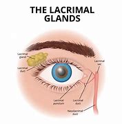 Image result for Lacrimal Papilla