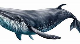 Image result for Whale Stock Image