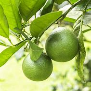 Image result for Tahiti Lime Tree