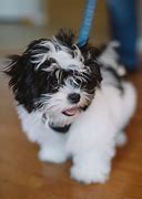 Image result for Maltese and Shih Tzu Mix